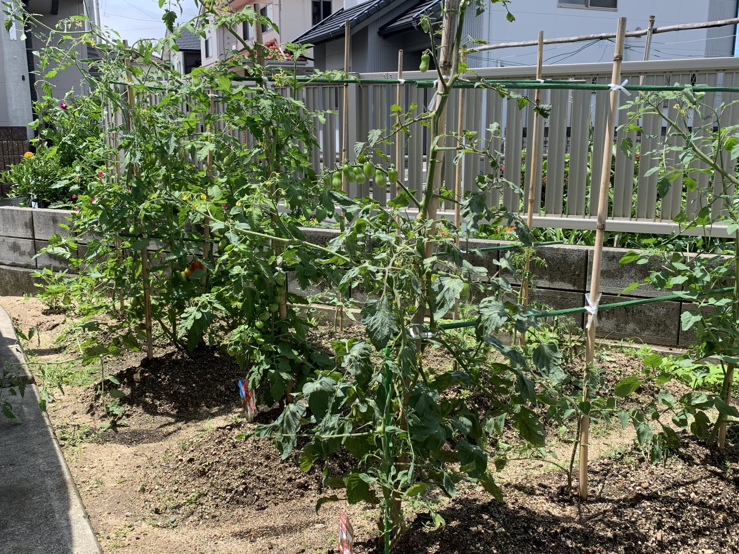 松山市でトマト栽培1