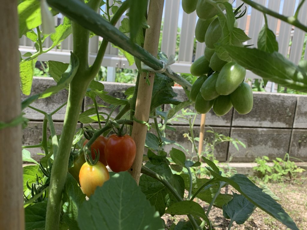 松山市でトマト栽培3
