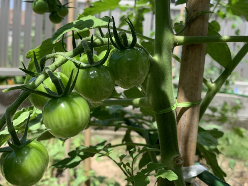 松山市でトマト栽培2