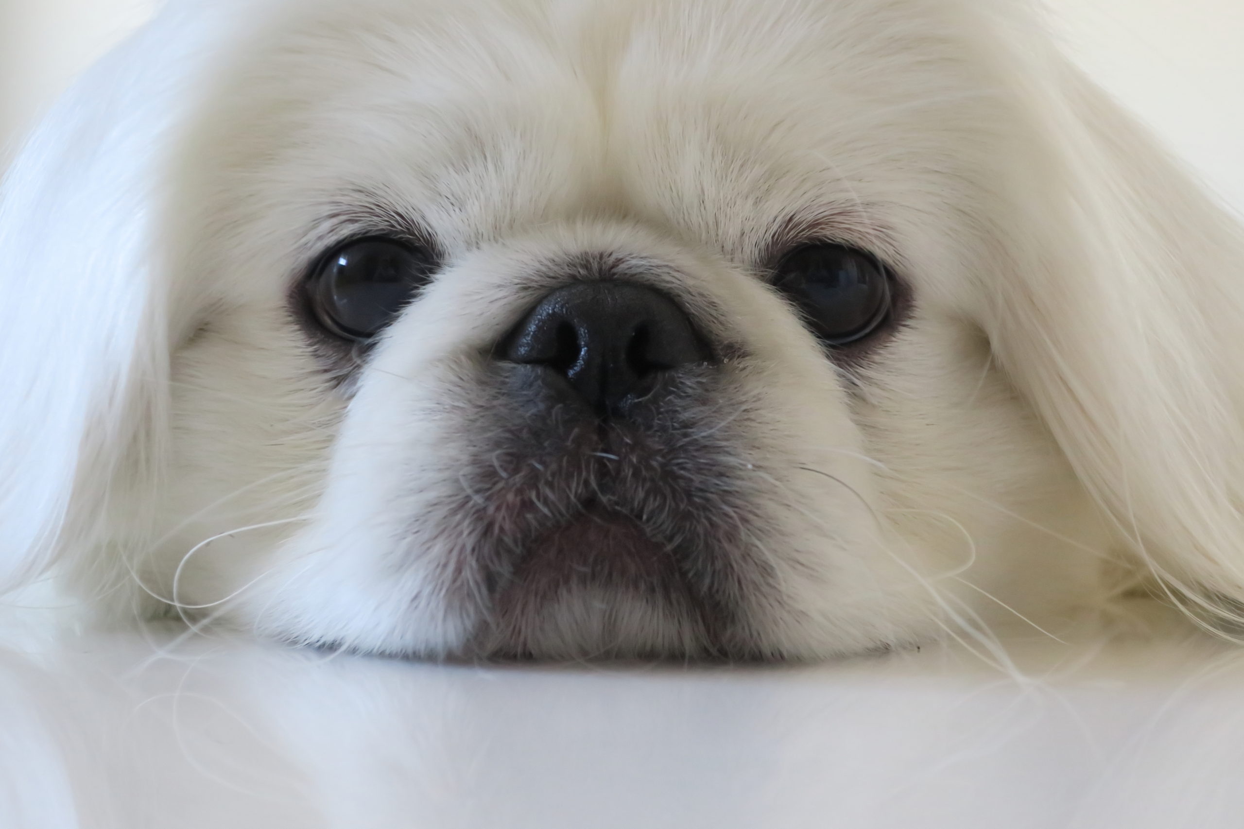 ペット嚙まれ屋